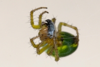 Une femelle en chasse. (Araneae - Araneidae - Araniella sp.)